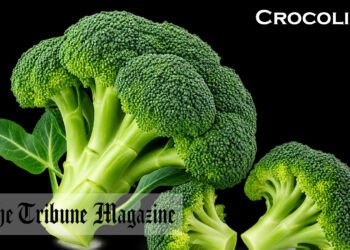 Crocolini