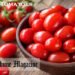 Grape Tomatoes